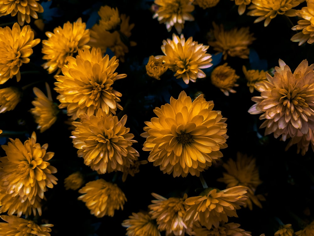 yellow flowers in black background