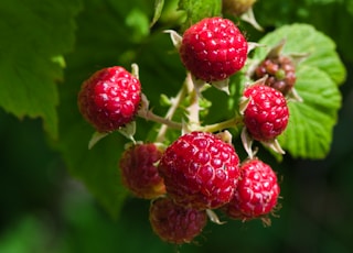 red raspberry fruit in close up photography