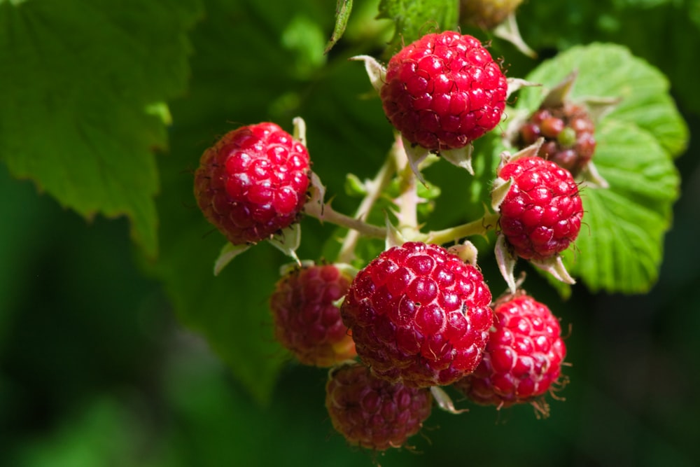 Fruta de frambuesa roja en fotografía de primer plano