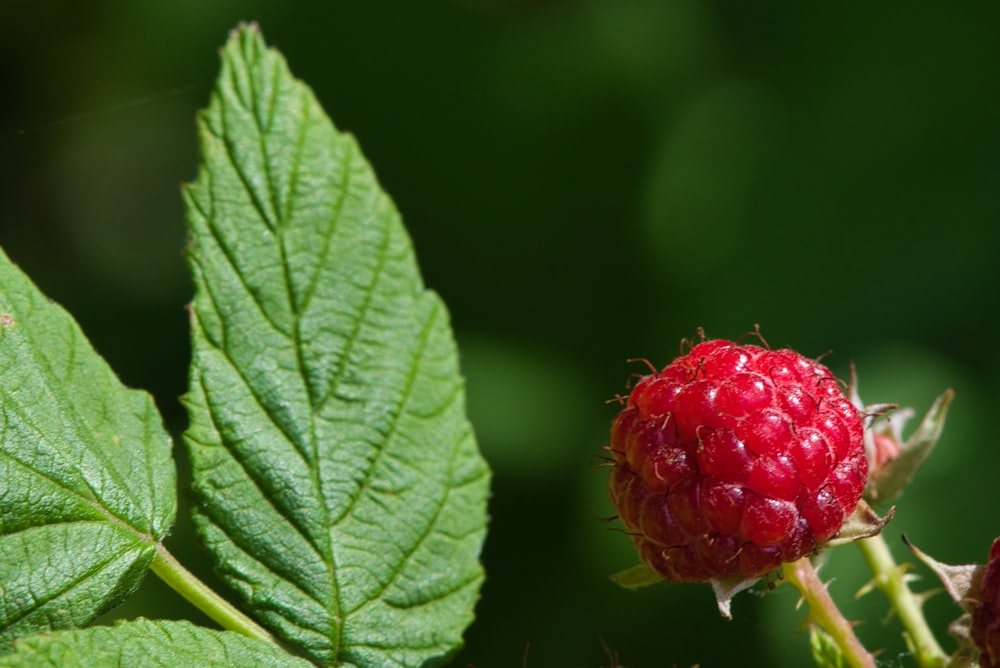 red round fruit in green leaf