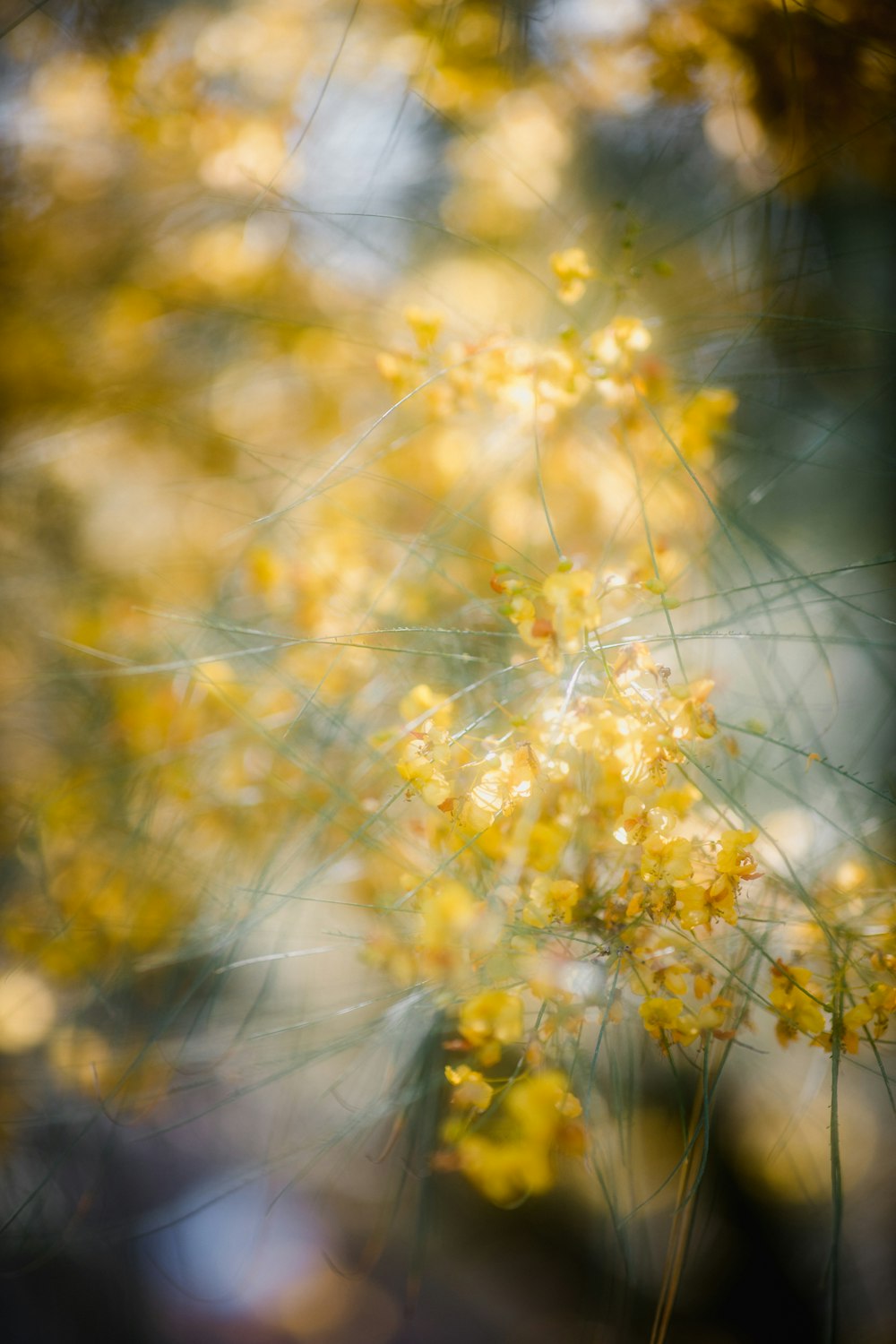 yellow flowers in tilt shift lens