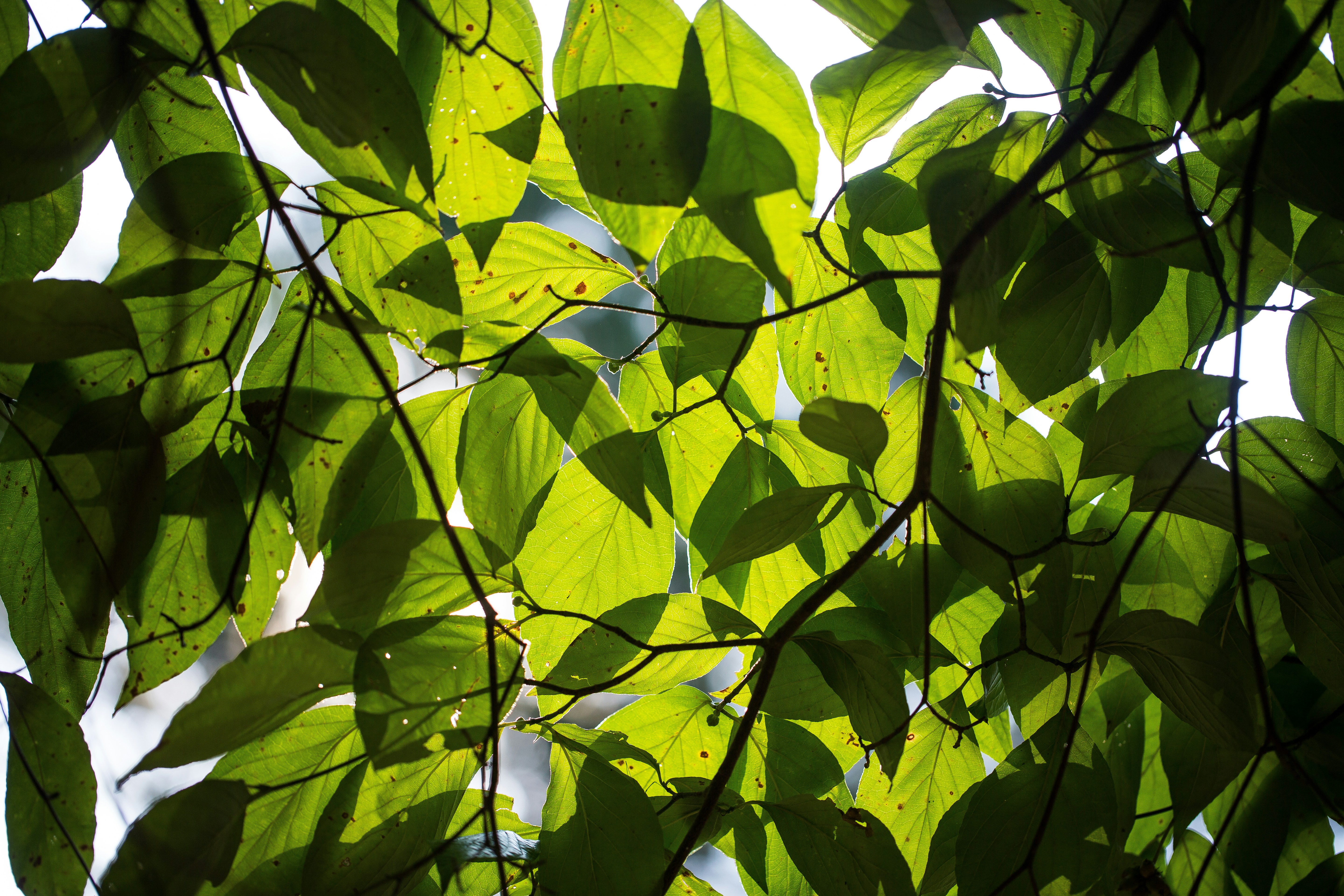 green leaves on tree branch during daytime