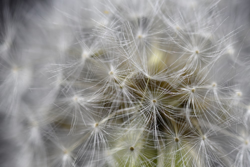 white dandelion in close up photography