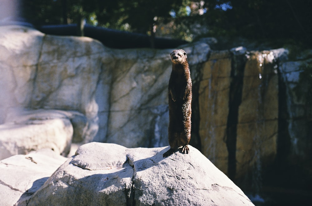 brown and black animal on gray rock