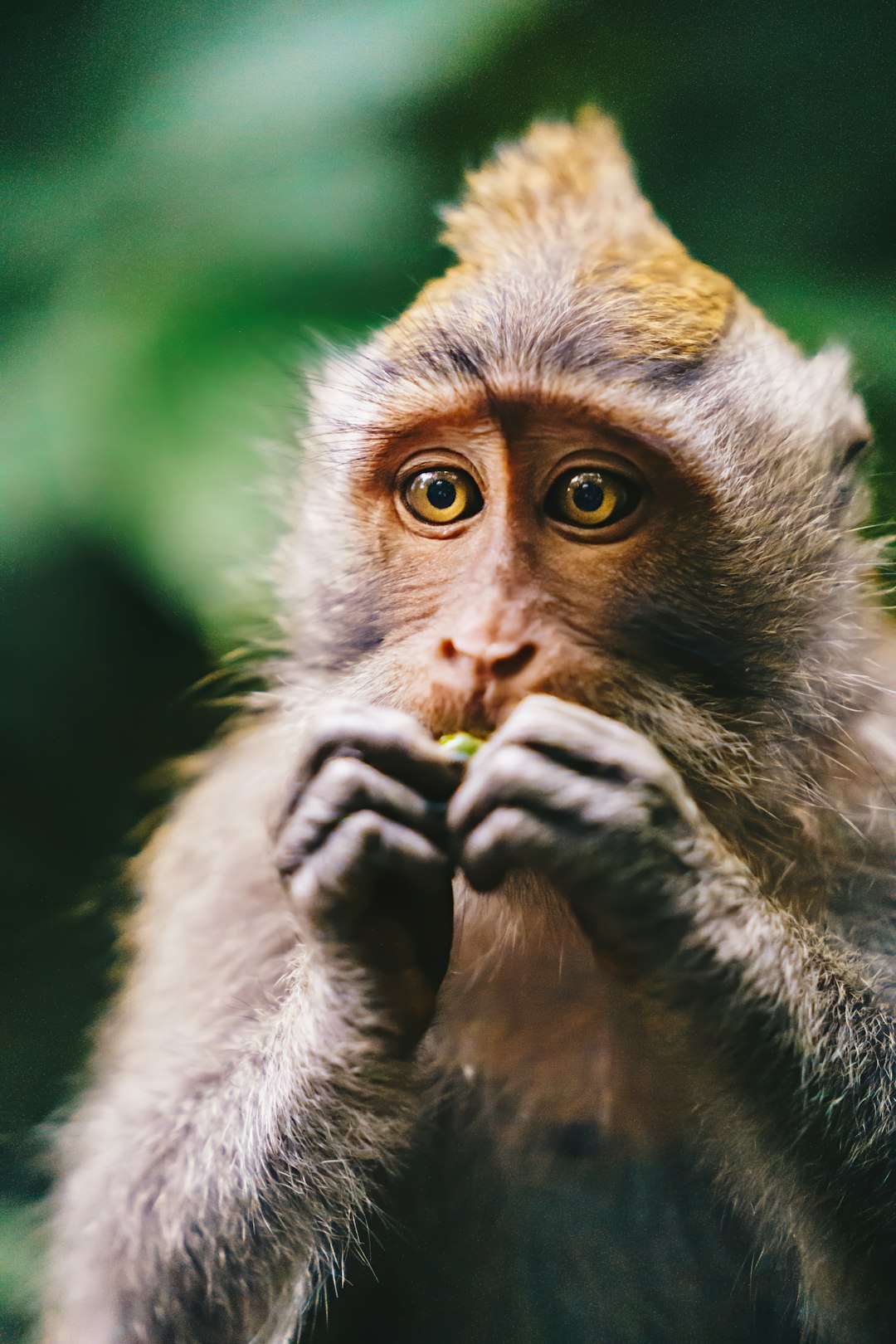 Wildlife photo spot Jalan Monkey Forest Pecatu