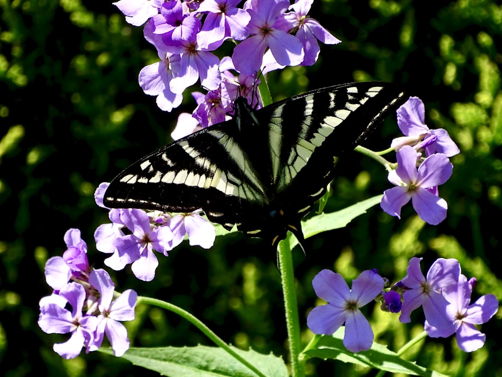 black and white butterfly perched on purple flower during daytime