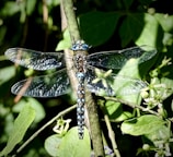 A dragonfly with vibrant blue and black patterns rests on a slender green branch amid lush foliage. Its delicate wings are slightly transparent, showcasing intricate venation, and are spread open, catching the sunlight. The surrounding leaves and branches are vivid and green, adding a natural backdrop to the scene.