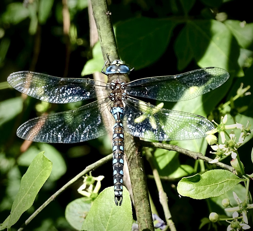 a blue and black dragonfly sitting on top of a tree branch