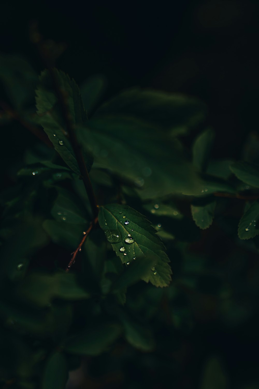 water droplets on green leaf