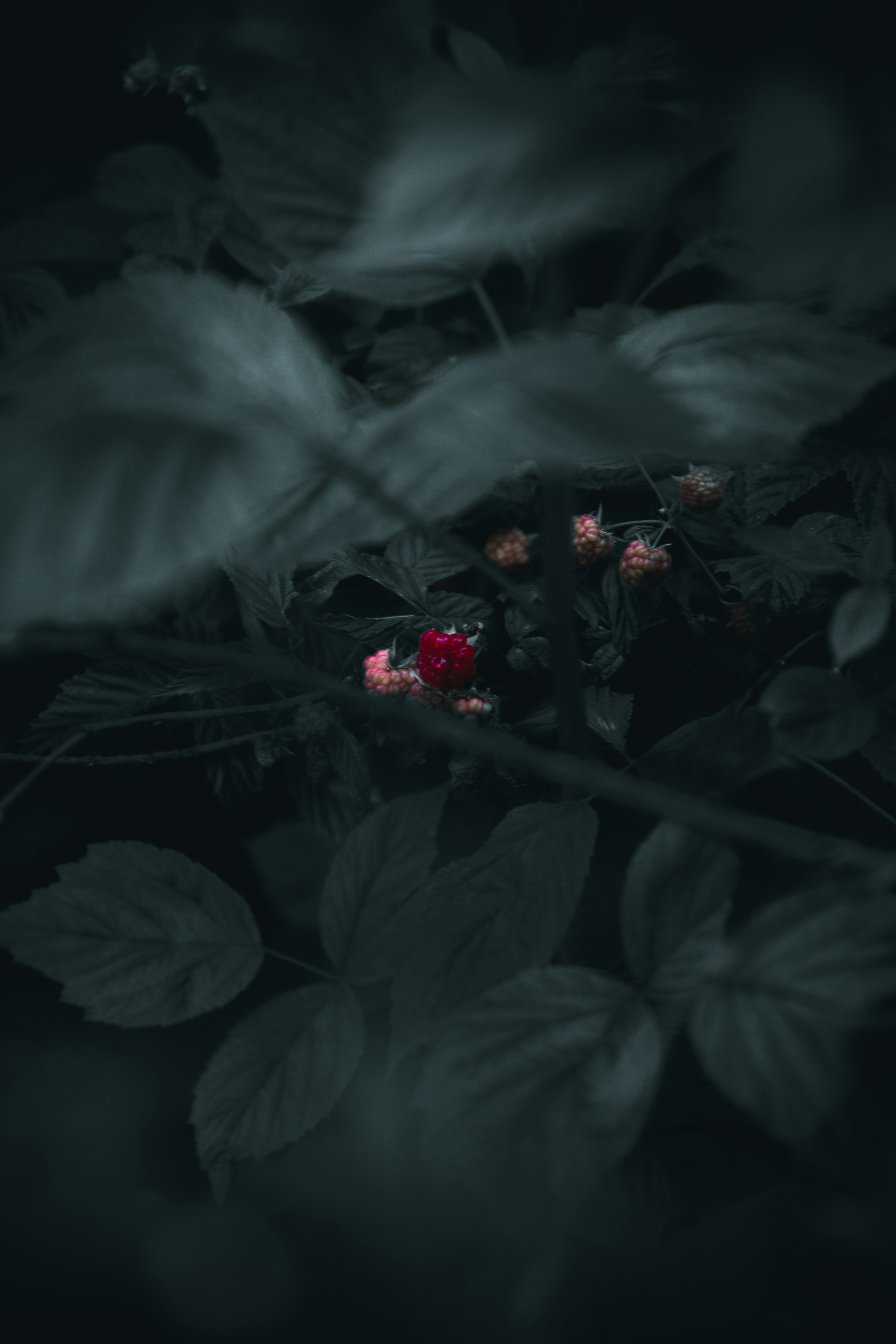 Définition de framboise Dictionnaire français La langue française