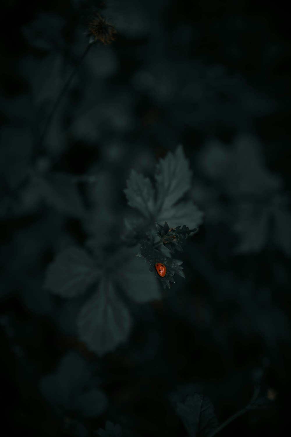 녹색 잎 식물에 빨간 무당 벌레
