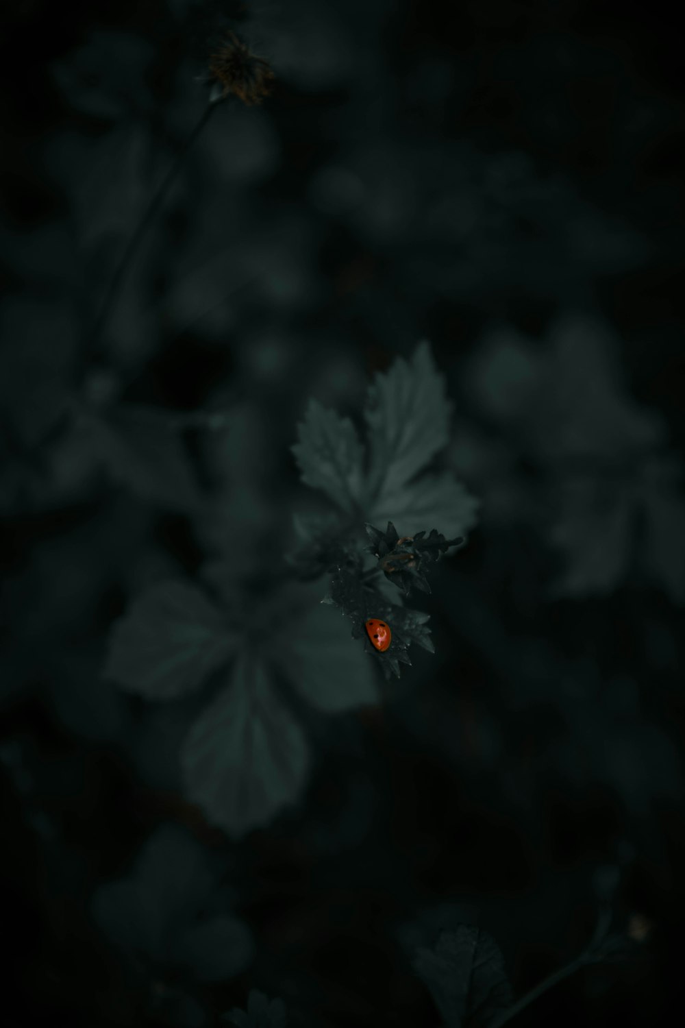 red ladybug on green leaf plant