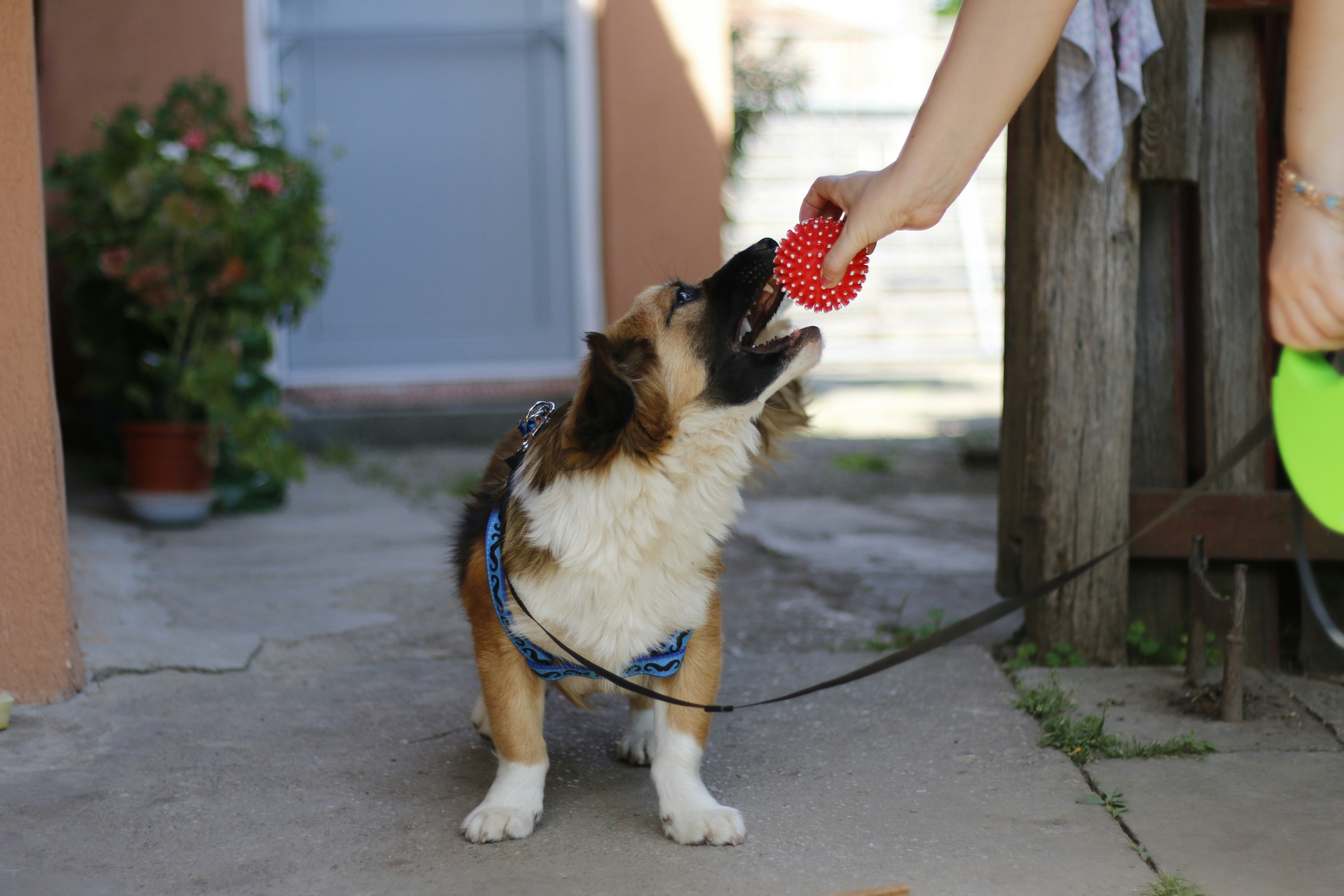 강아지 딸기 급여 시 주의사항 및 적정량 이미지2