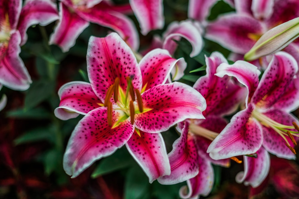 pink and white flower in macro shot