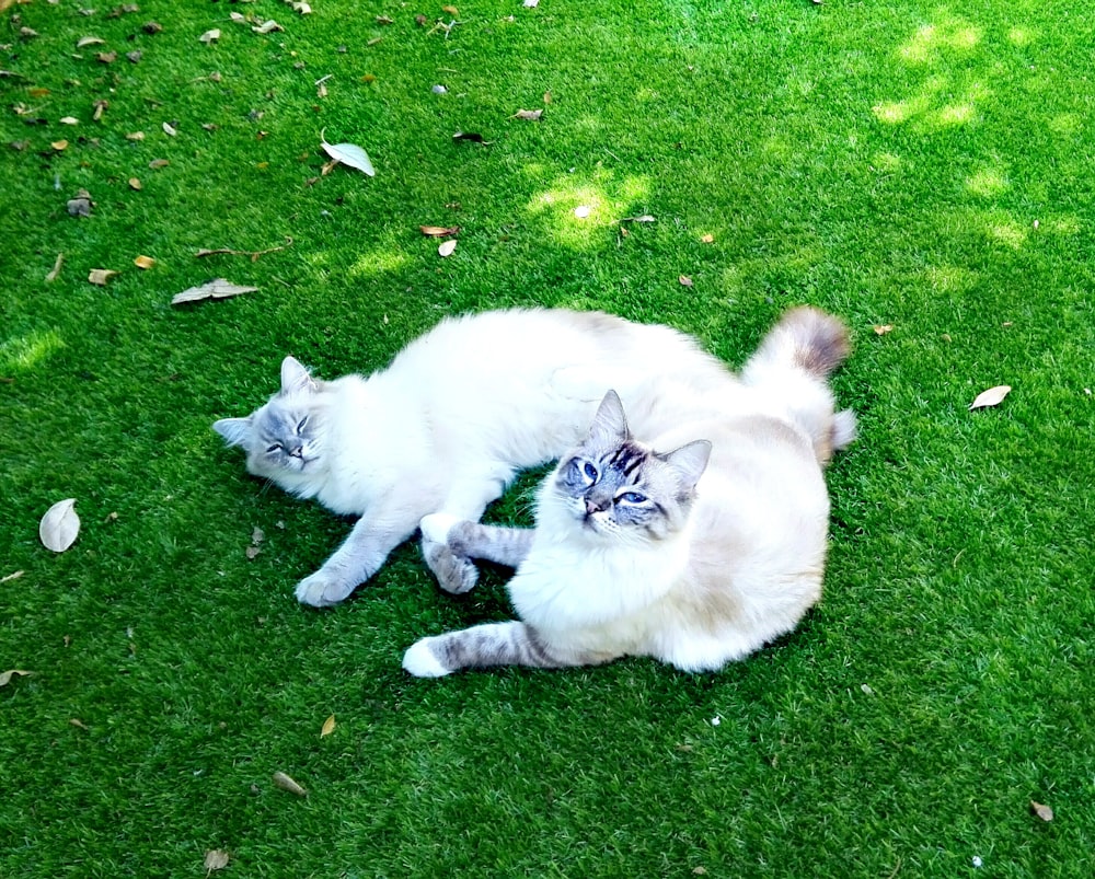 white cat lying on green grass field during daytime