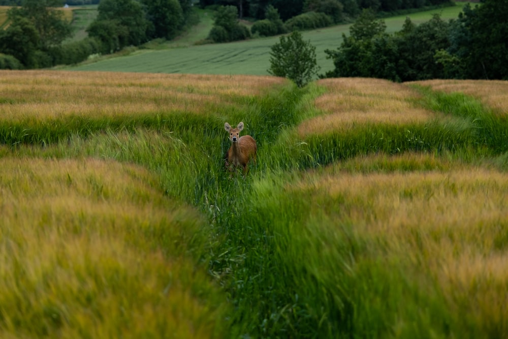 vache brune et blanche sur un champ d’herbe verte pendant la journée