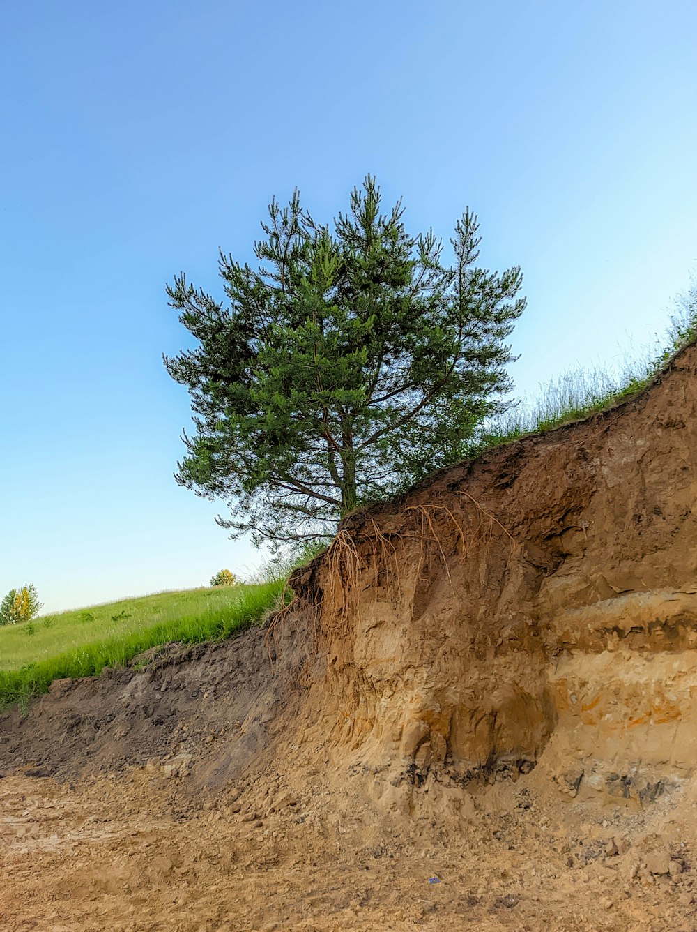 green tree on brown rock formation during daytime