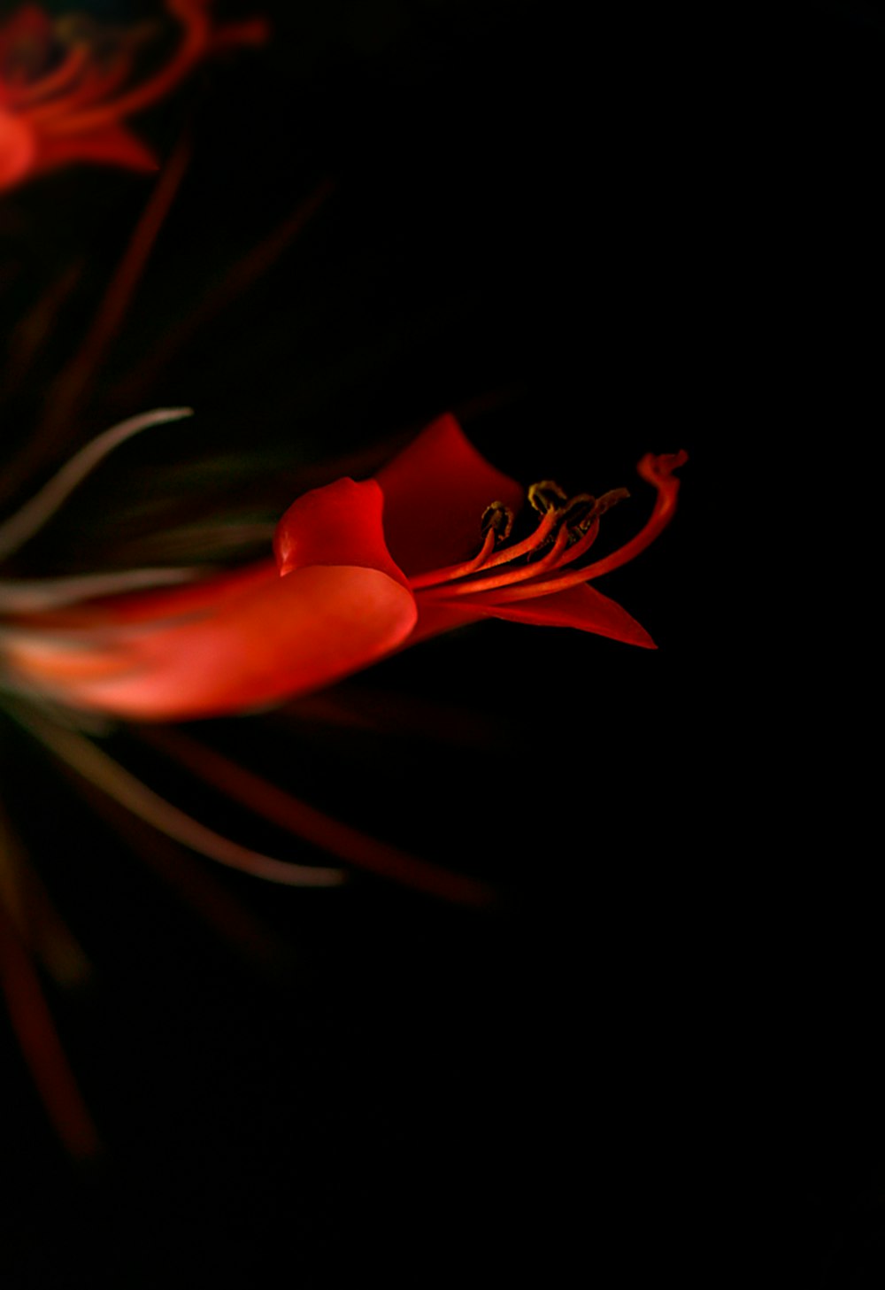 red and yellow flower in close up photography