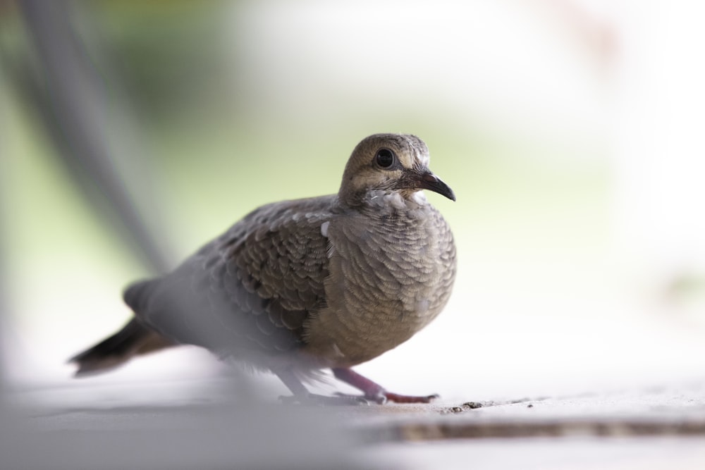 brown and white bird on brown wooden surface