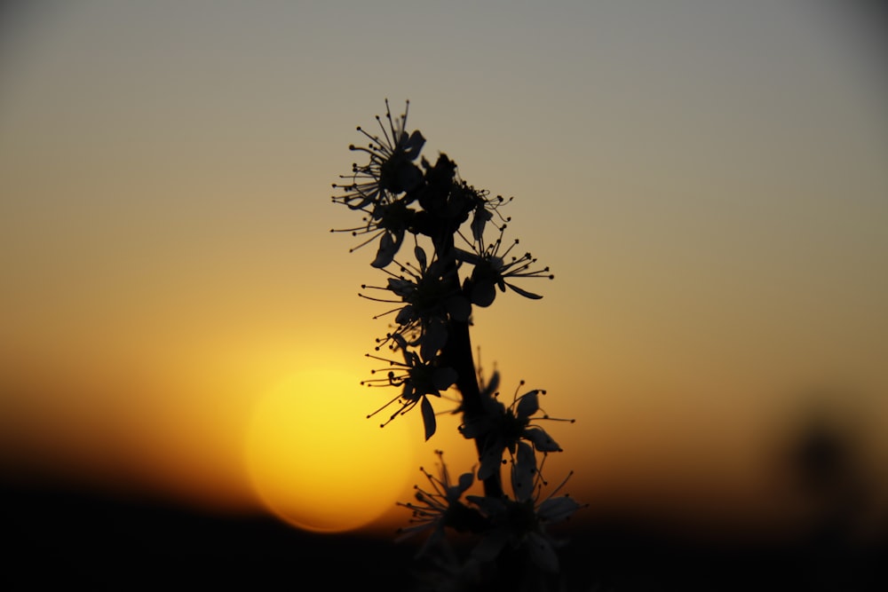 silhouette of flower during sunset