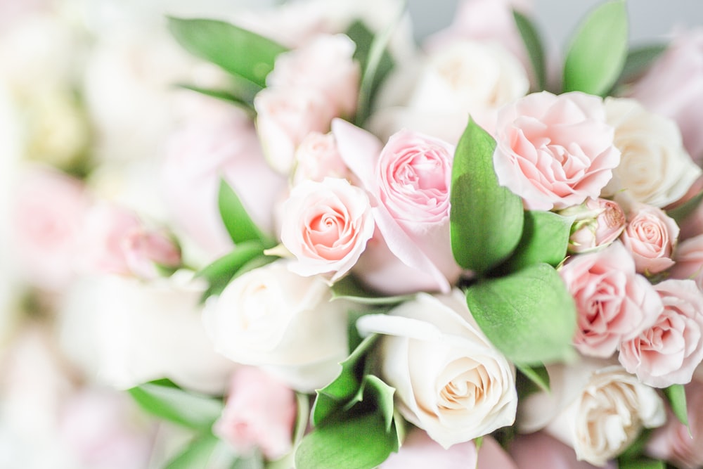 pink roses in close up photography