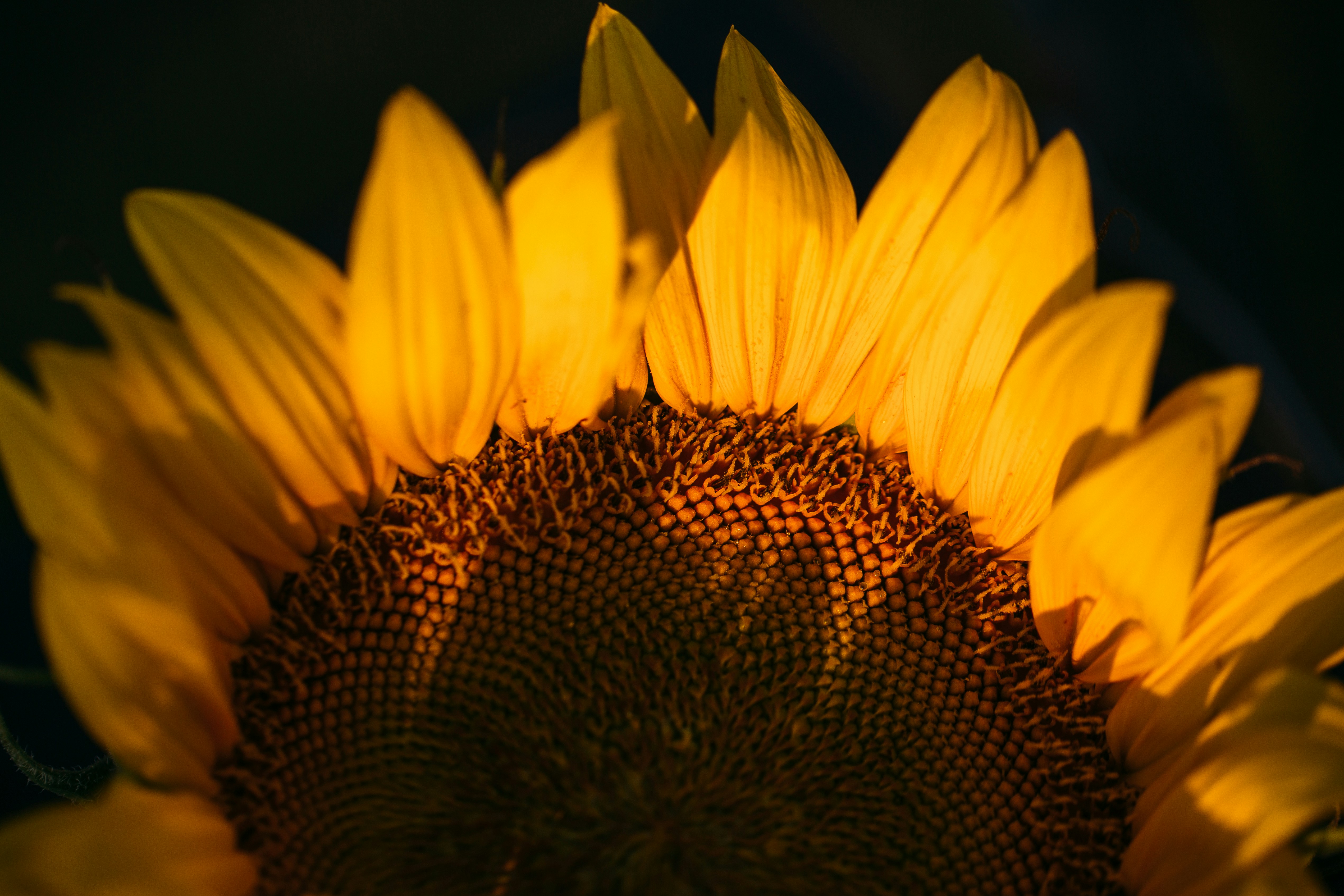 yellow sunflower in bloom during daytime