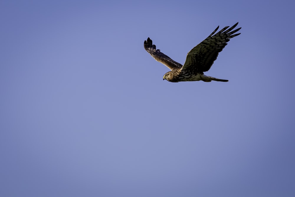 pássaro marrom e branco voando sob o céu azul durante o dia