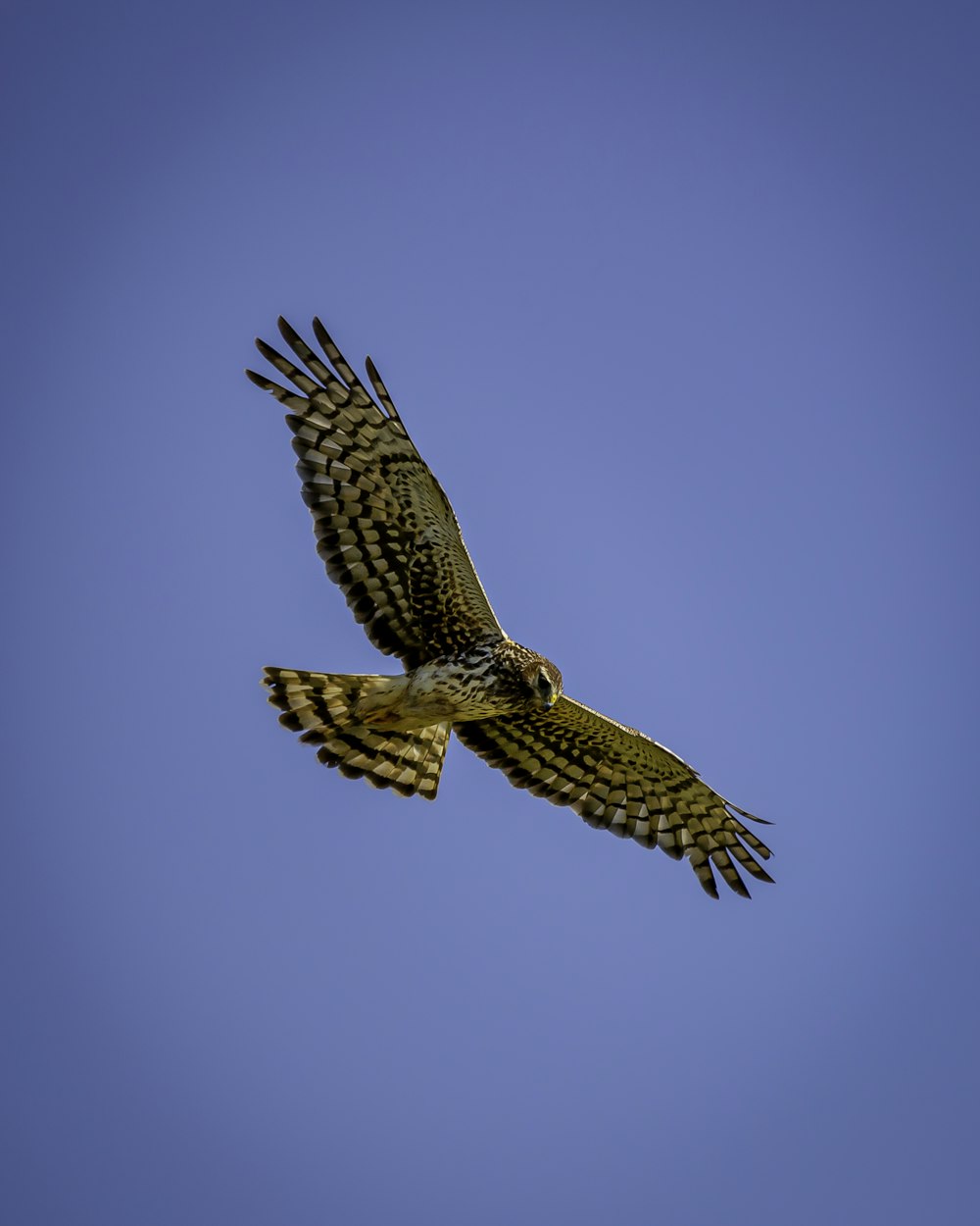 brown and white bird flying during daytime