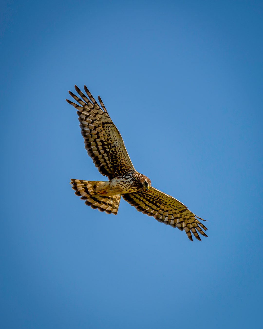  brown and white bird flying during daytime hawk