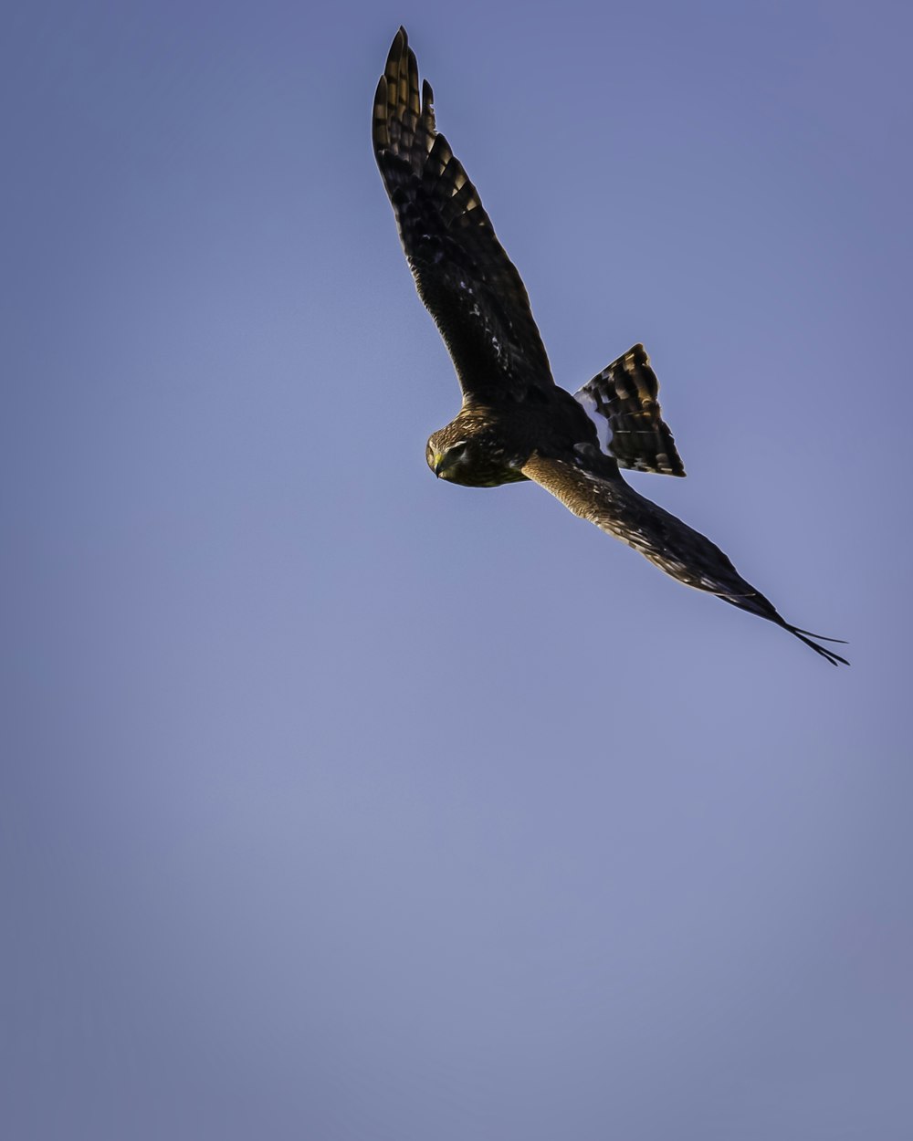 brown and black bird flying under blue sky during daytime