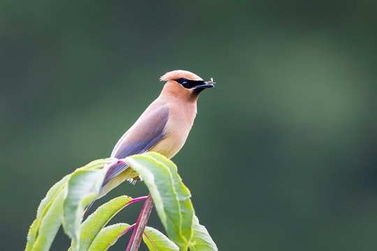 brown and black bird on green leaf in Coquitlam Canada