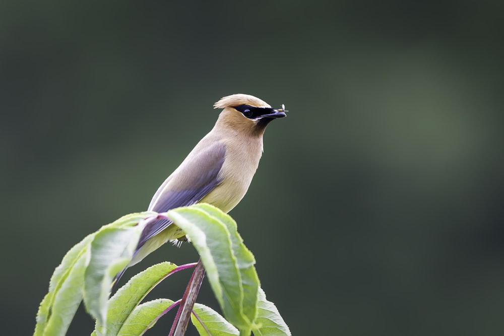 brown and black bird on green leaf