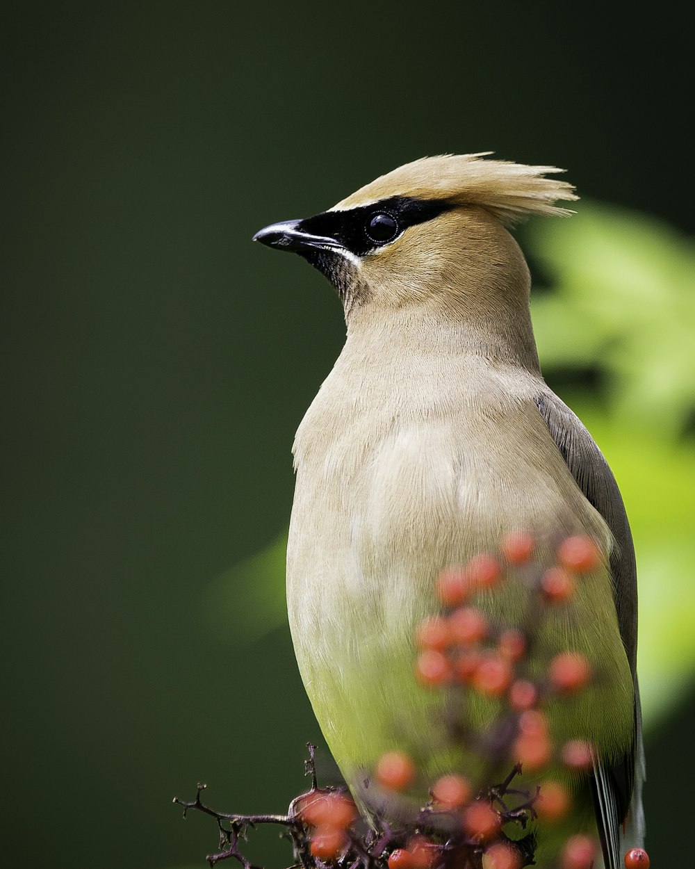 white and brown bird on brown tree branch