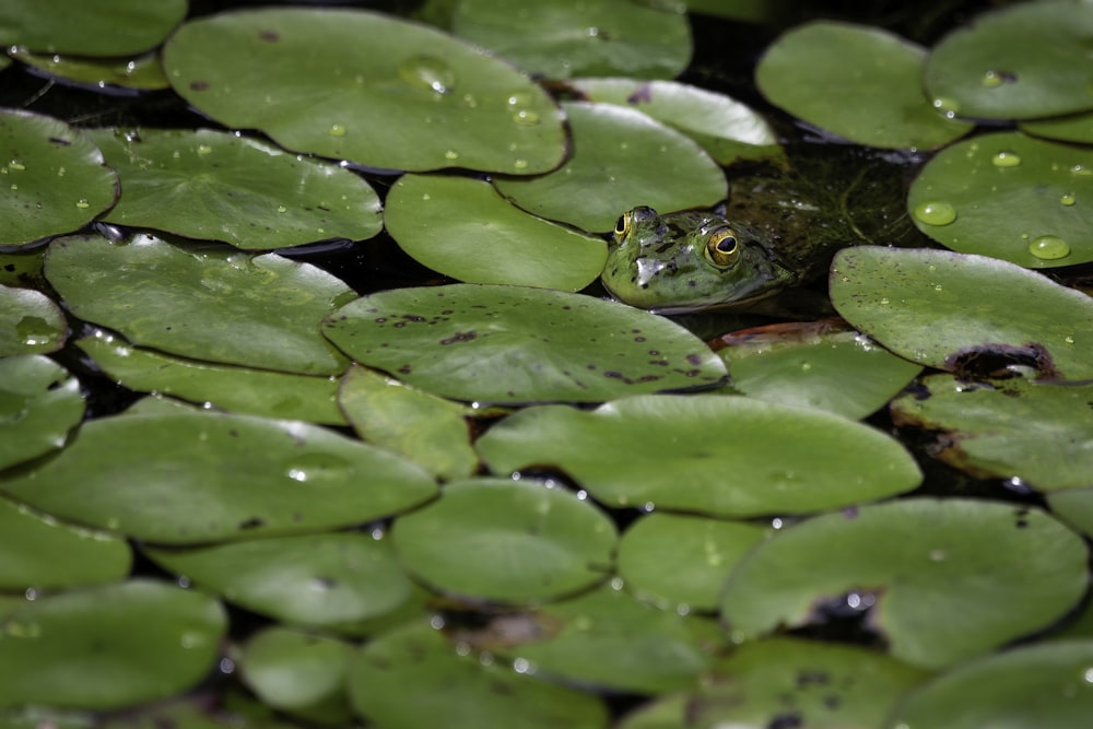 green frog on green water lily pads