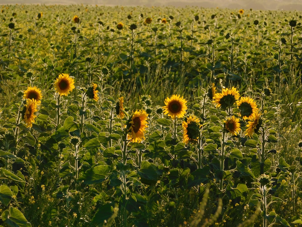 sunflower field under blue sky during daytime