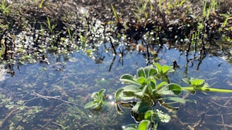 Close-up of vibrant aquatic plants thriving in a clear water system, illustrating the bionic agricultural approach.