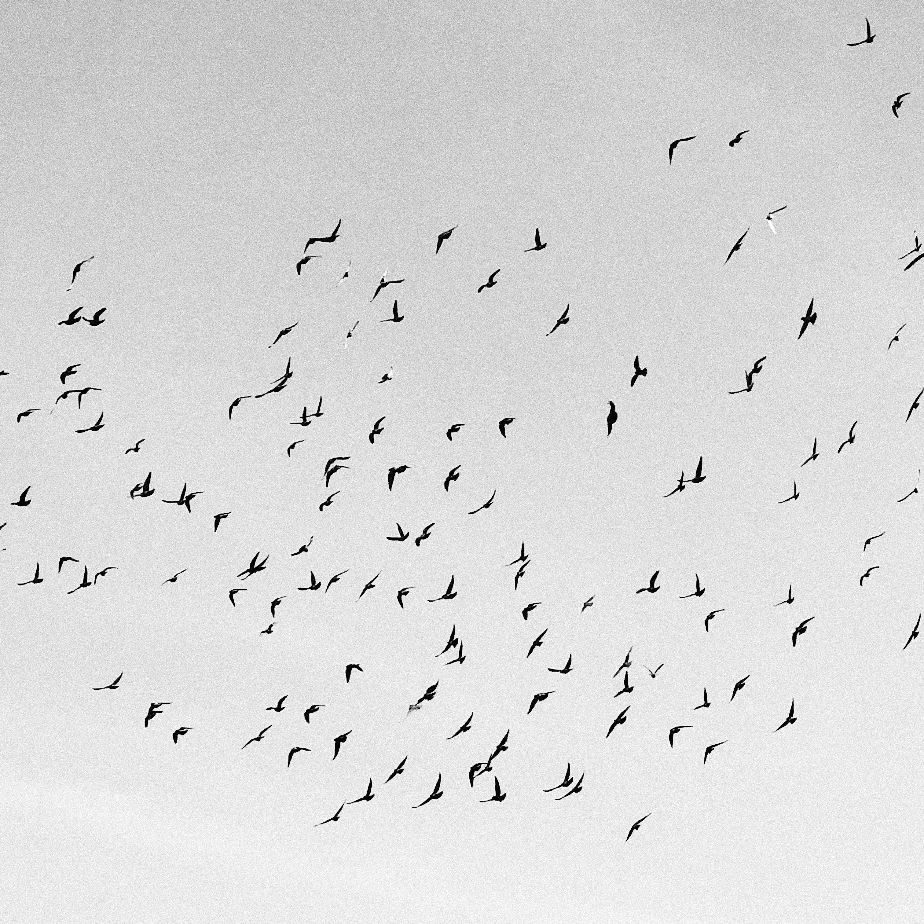 Photo by shandranick