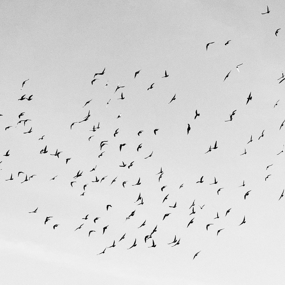 flock of birds flying on sky