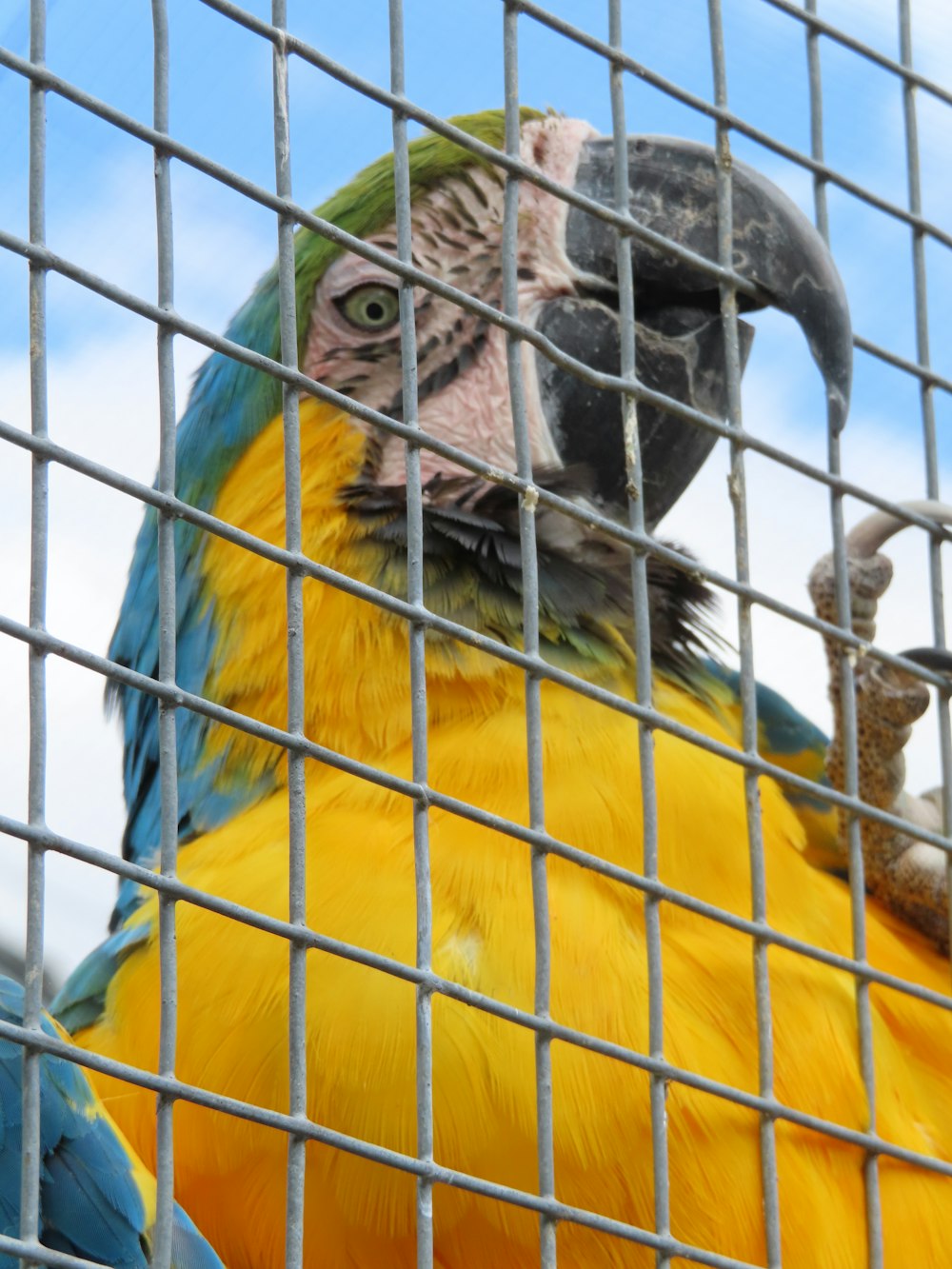 blue yellow and green parrot in cage
