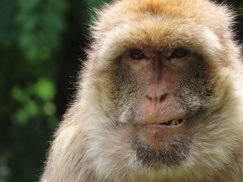 brown and white monkey in close up photography