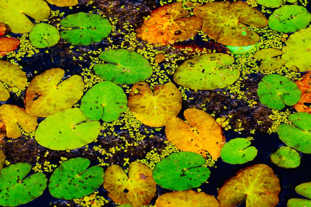 green leaves on water during daytime