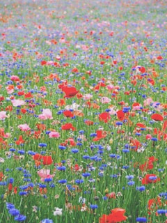 red blue and yellow flower field