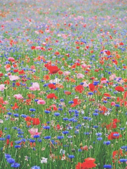 red blue and yellow flower field