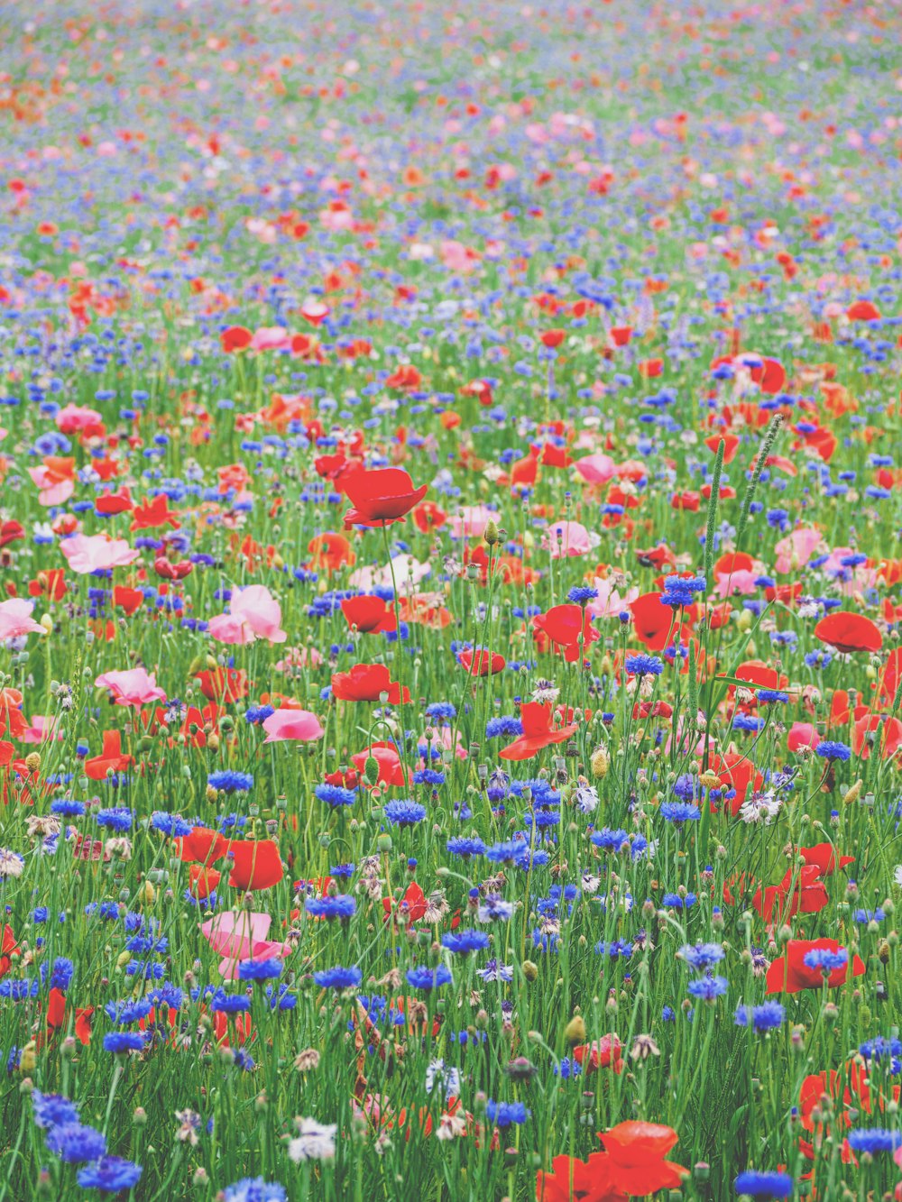 campo de flores rojas, azules y amarillas