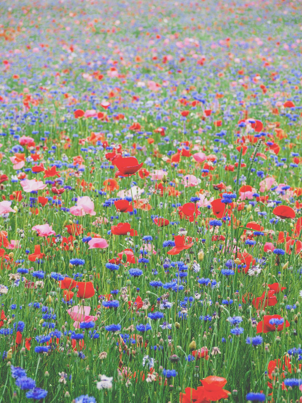 red blue and yellow flower field