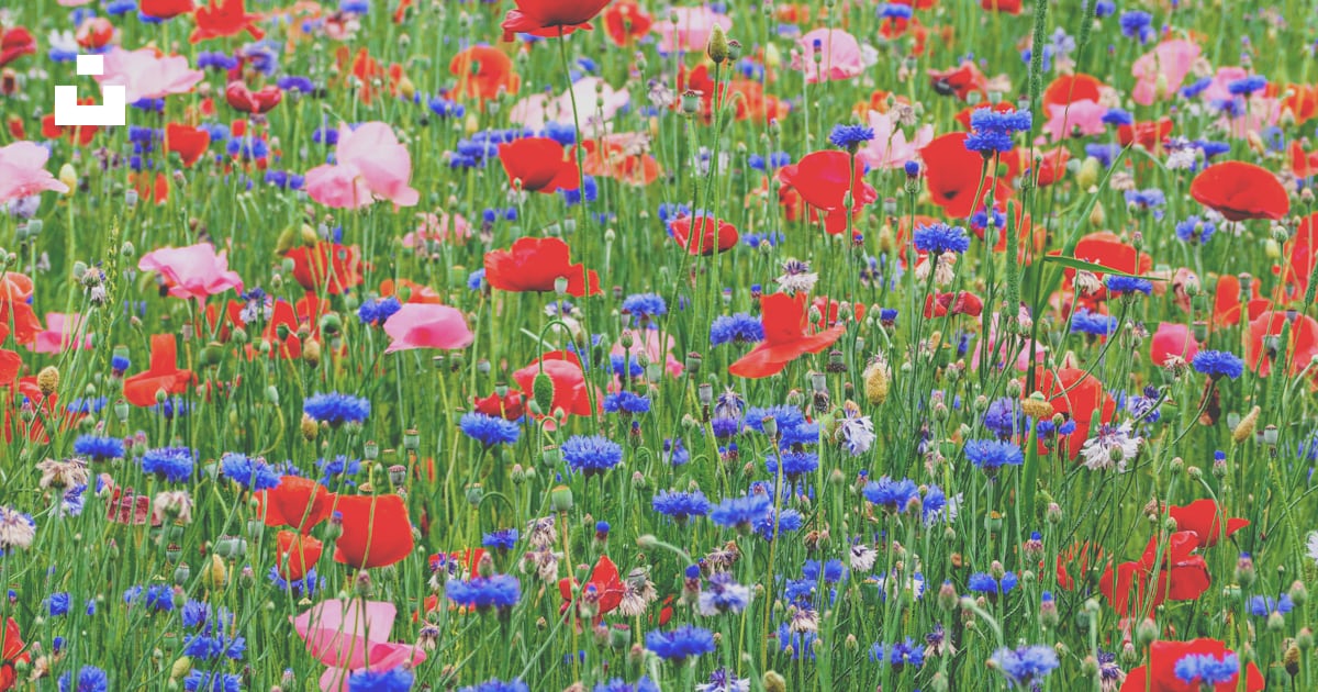 Champ de fleurs rouges, bleues et jaunes photo – Image gratuite de ...