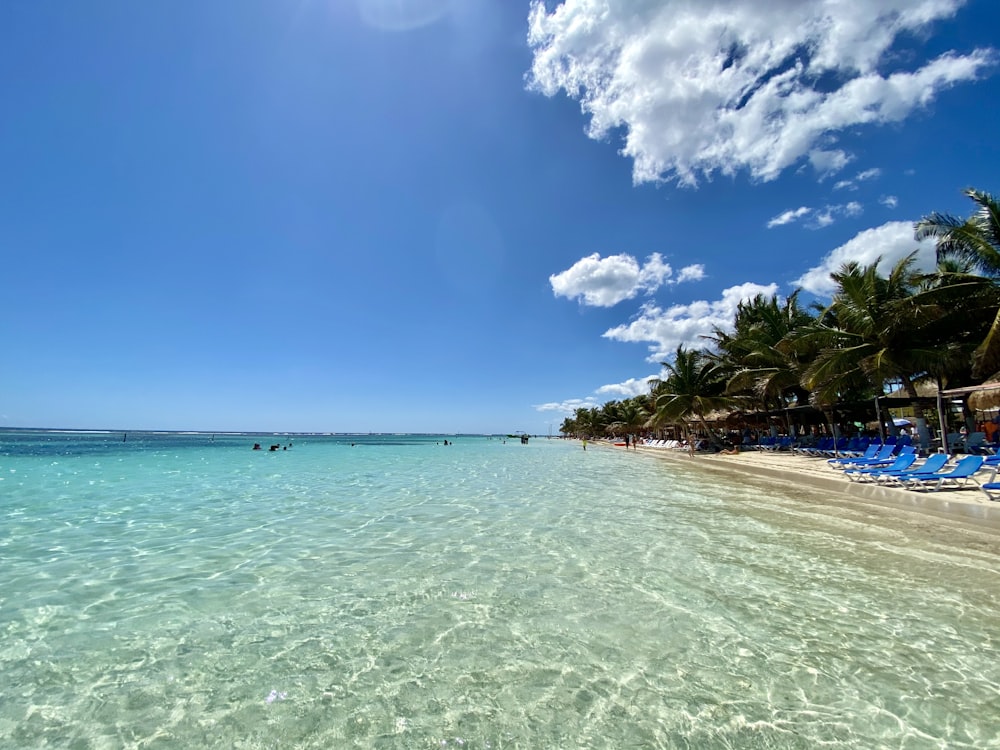 Grüne Palmen am Strand unter blauem Himmel tagsüber