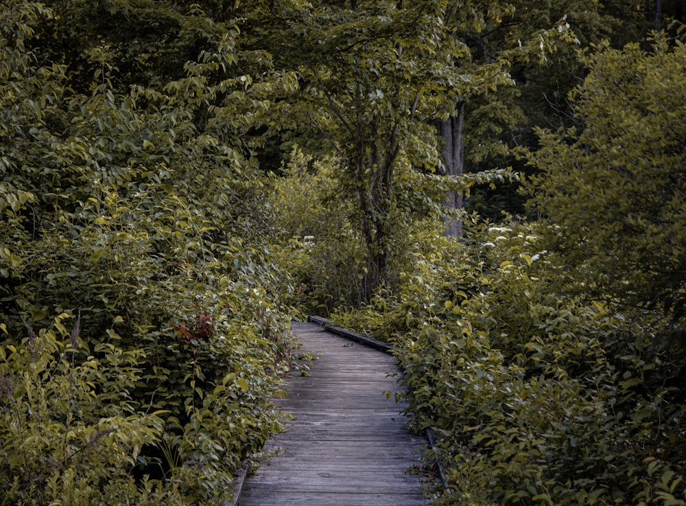 gray wooden pathway between green trees