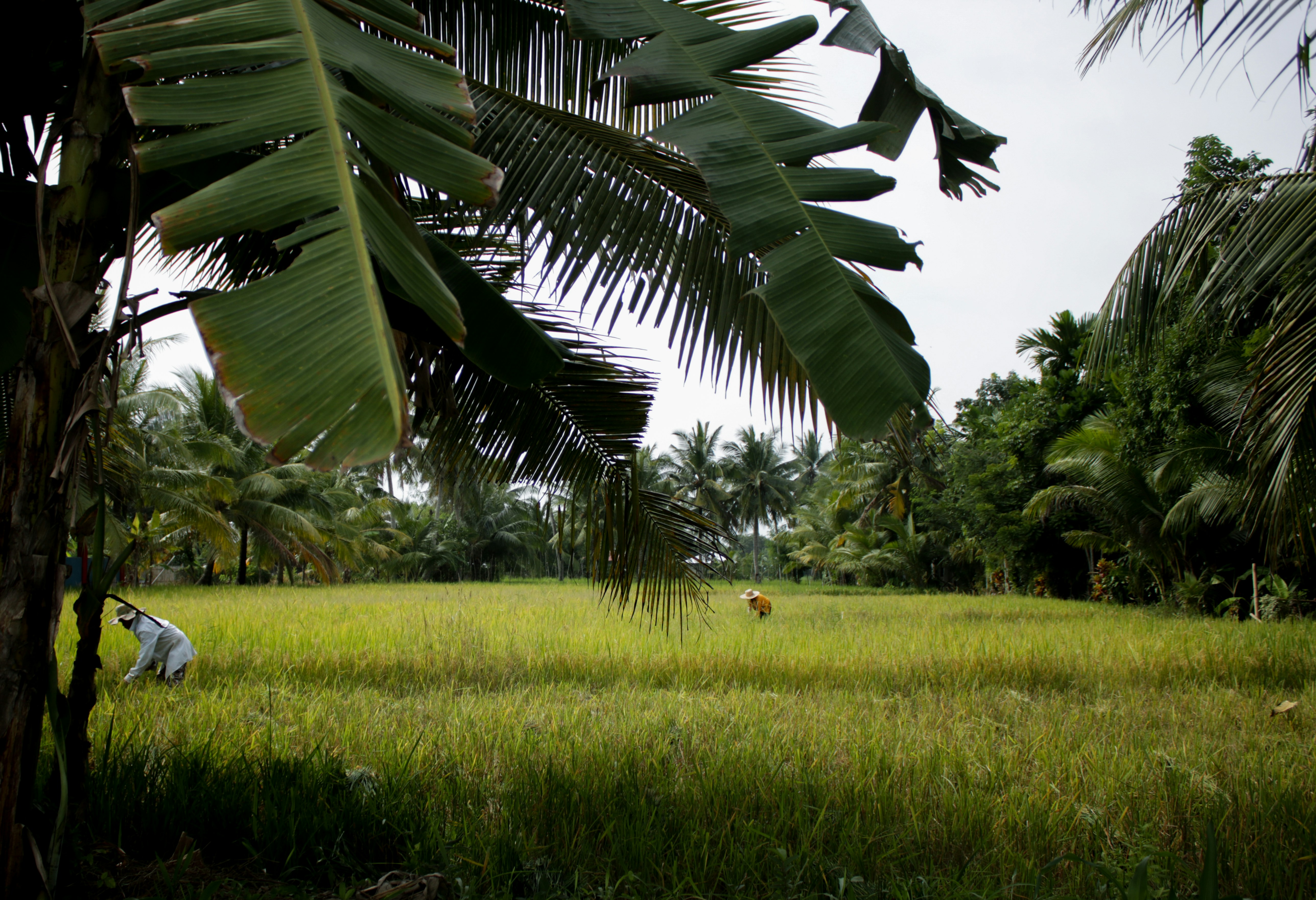 Hero slider image 3: A farmer in a rice field.