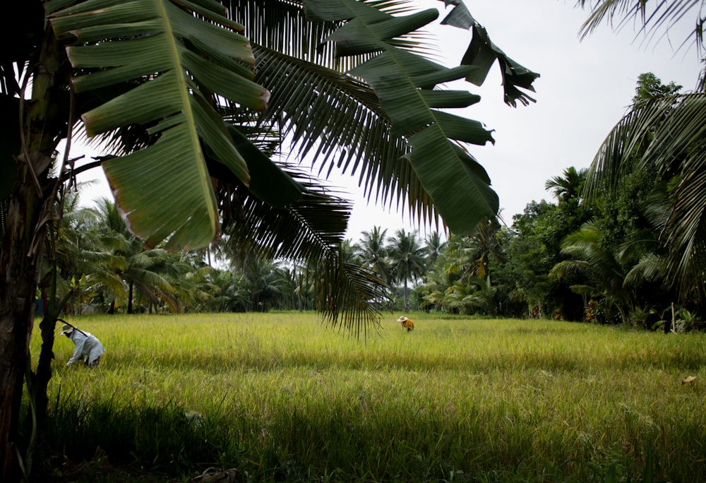 coconut tree on green grass field during daytime
